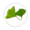 Ginkgo Biloba