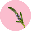 Chasteberry