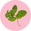 Lemon Balm