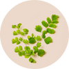 Ginkgo Leaf Extract