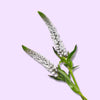 Ashwagandha KSM-66®